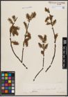 Foto von Salix cinerea L.